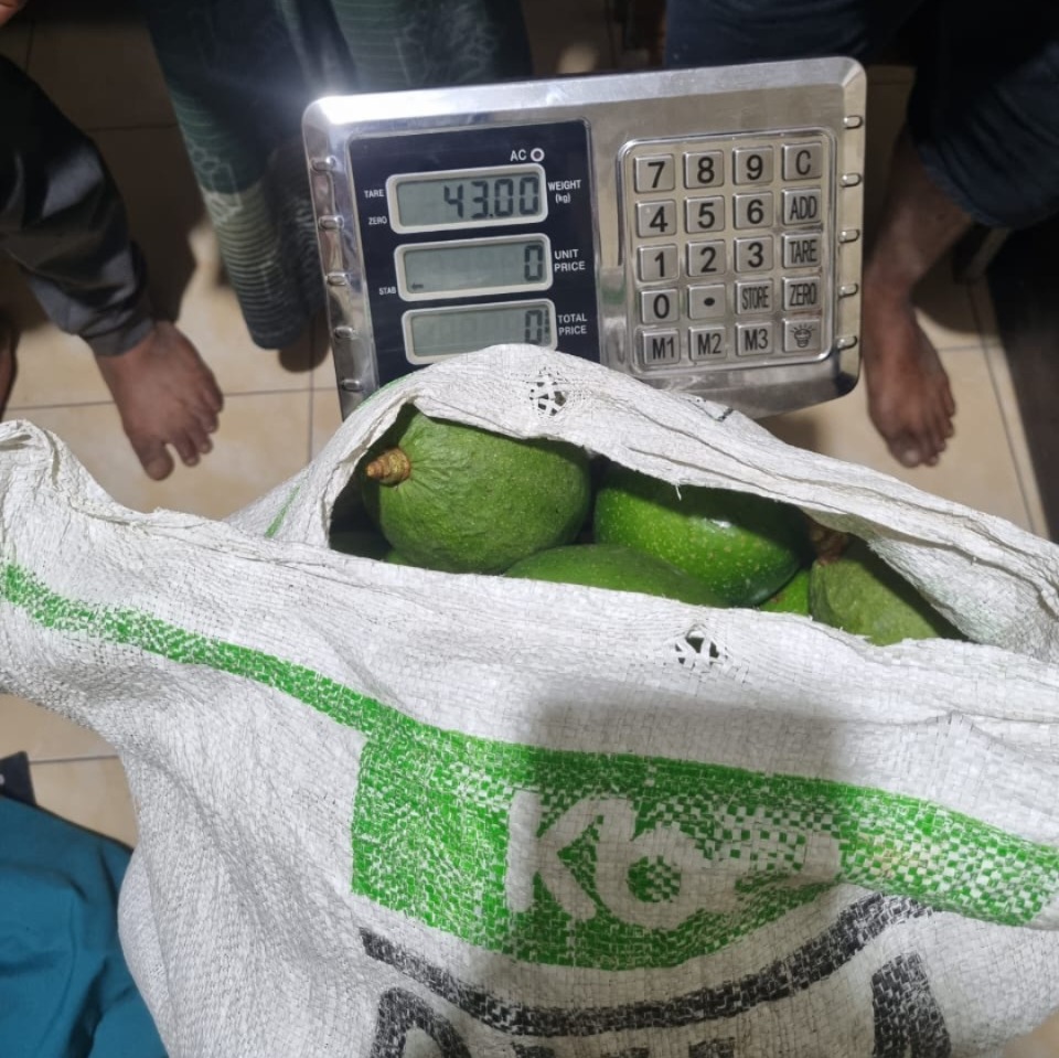 Barang bukti alpukat