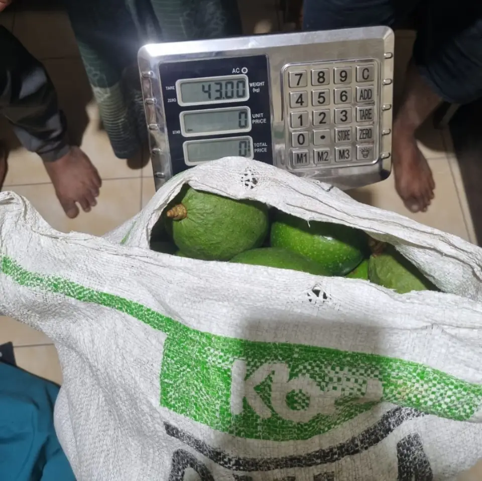 Barang bukti alpukat