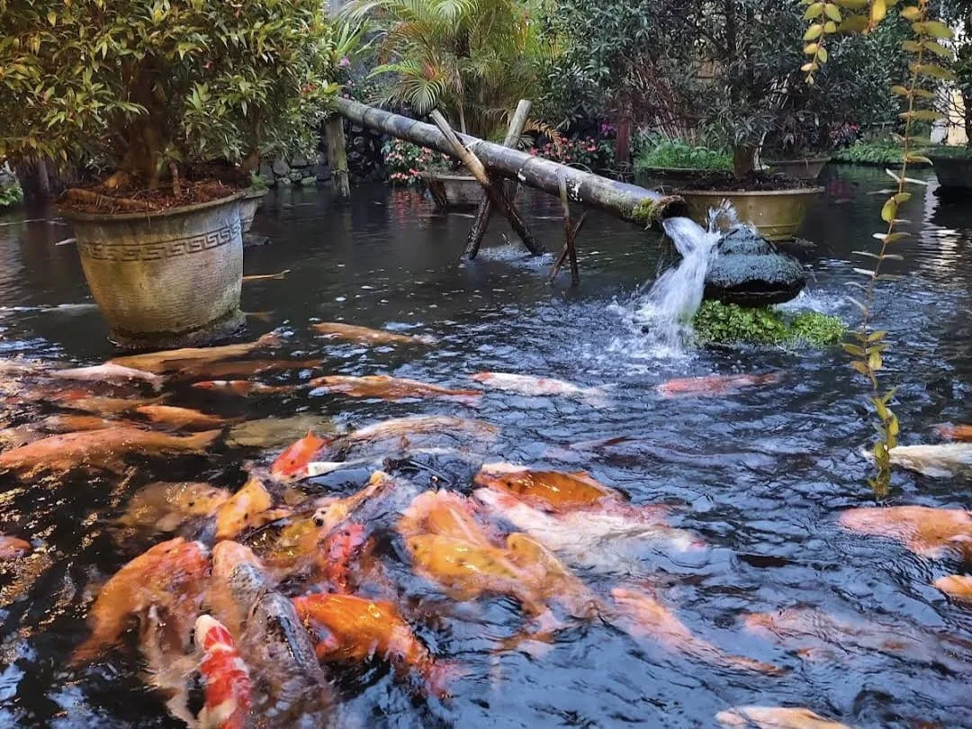 Ikan koi