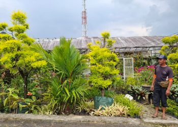 KUR BRI bantu penjual bunga saat omzet menurun