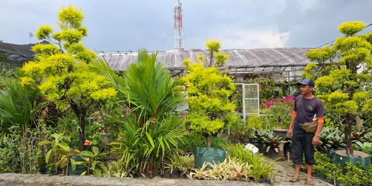 KUR BRI bantu penjual bunga saat omzet menurun