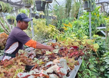Pedagang Pasar Bunga Sekar Mulyo