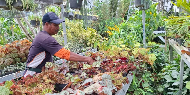 Pedagang Pasar Bunga Sekar Mulyo