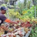 Pedagang Pasar Bunga Sekar Mulyo