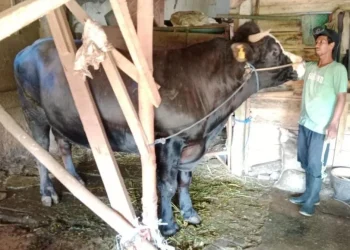 Sapi milik peternak Kota Malang yang dibeli Presiden Prabowo. (Foto/dok. Dispangtan Kota Malang)