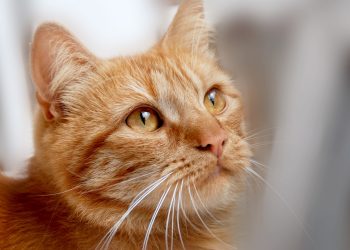 Ilustrasi kucing mati mendadak. (Foto/pixabay)