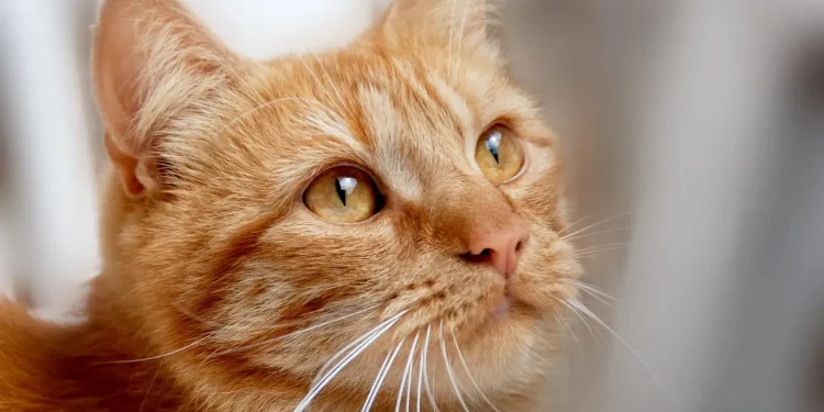 Ilustrasi kucing mati mendadak. (Foto/pixabay)