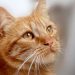 Ilustrasi kucing mati mendadak. (Foto/pixabay)