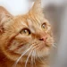 Ilustrasi kucing mati mendadak. (Foto/pixabay)