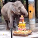 Diah, anak gajah baru berjenis kelamin betina yang baru saja lahir di Batu Secret Zoo, Jatim Park 2. Foto: Azmy