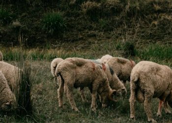 Tempat jual hewan kurban di Malang yang terpercaya dengan kualitas terbaik. /Foto: Unsplash.com/Darran Shen