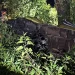 Kondisi mobil Land Cruiser yang terjun ke jurang di Gubugklakah. Foto: Satlantas Polres Malang