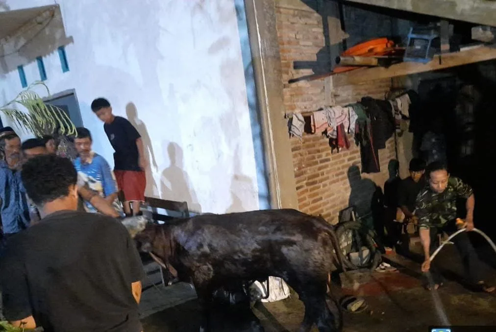 Sapi berhasil dievakuasi. Foto: Damkar Kabupaten Malang