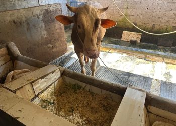 Limbah tempe buat pakan sapi di Kampung Sanan. Foto/dok