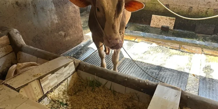 Limbah tempe buat pakan sapi di Kampung Sanan. Foto/dok