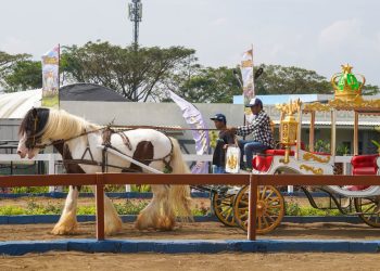 Wisata Berkuda, wahana baru di Drive Thru Park Jatim Park. Foto: Jatim Park Group