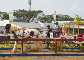 Wisata Berkuda, wahana baru di Drive Thru Park Jatim Park. Foto: Jatim Park Group