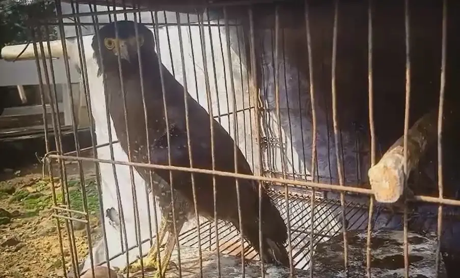 Burung Elang Ular Bido