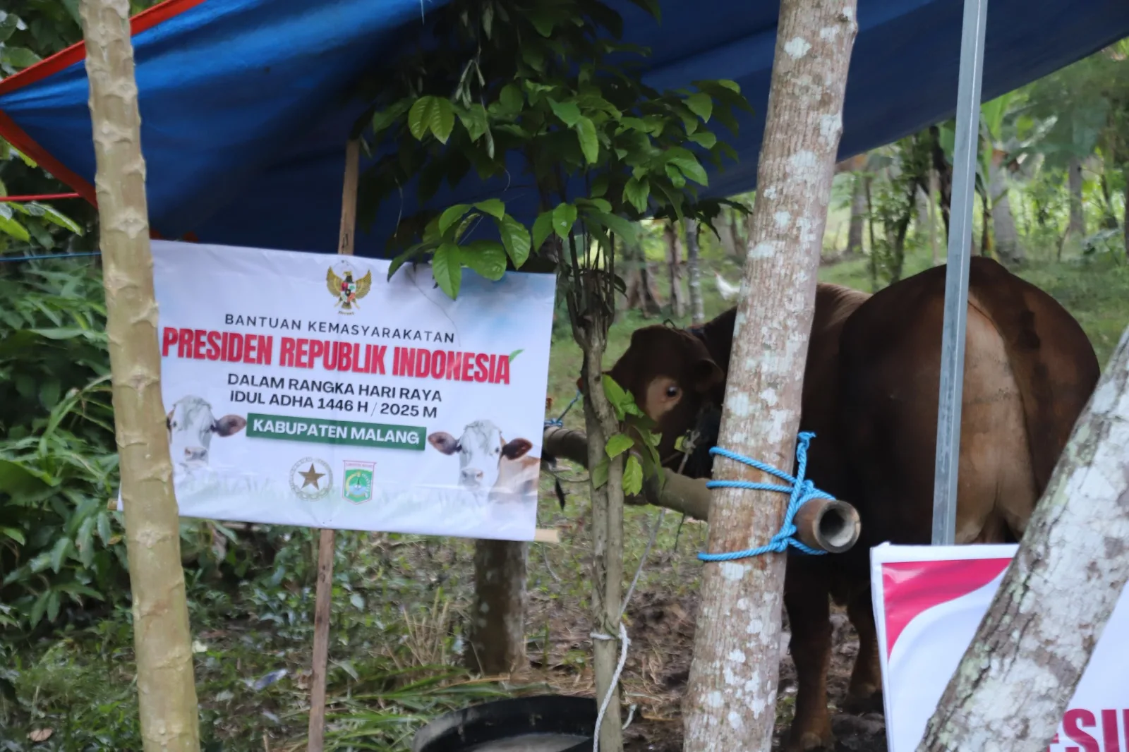Sapi kurban Presiden RI