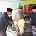 Sapi presiden dan Pemkot Batu Salurkan Hewan Kurban ke Warga