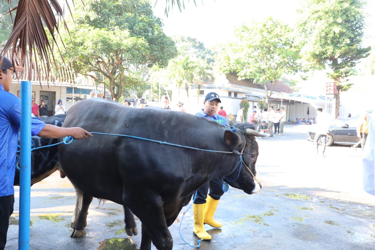 Sapi korban