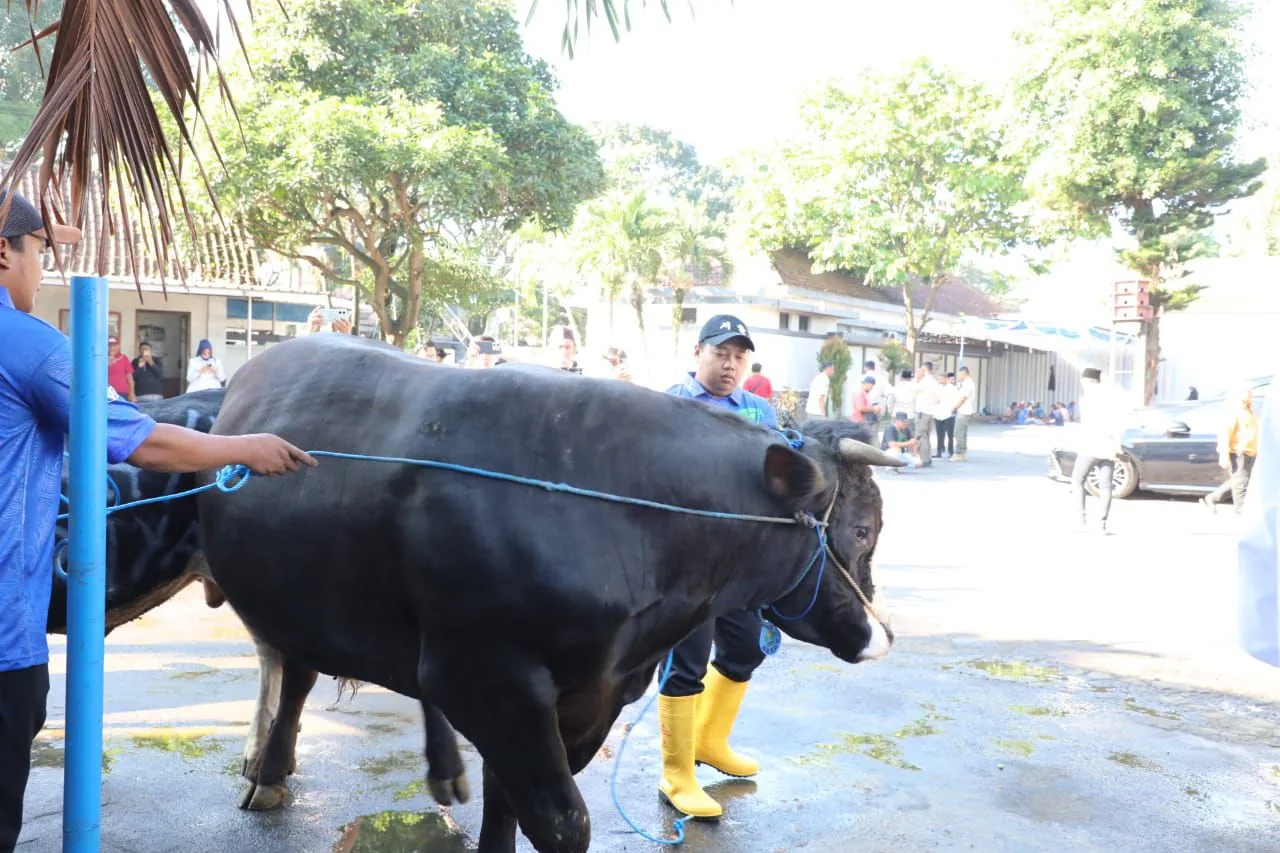 Sapi korban