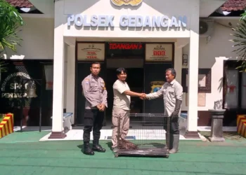 Burung Elang Ular Bido