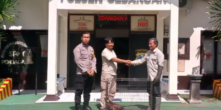 Burung Elang Ular Bido