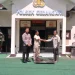 Burung Elang Ular Bido