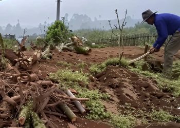 Ilustrasi petani di Kota Batu menebang pohon apel yang sudah mulai tak produktif, alih tanam jadi sayir mayur. Foto: Dok.