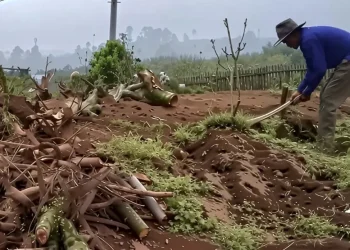 Ilustrasi petani di Kota Batu menebang pohon apel yang sudah mulai tak produktif, alih tanam jadi sayir mayur. Foto: Dok.