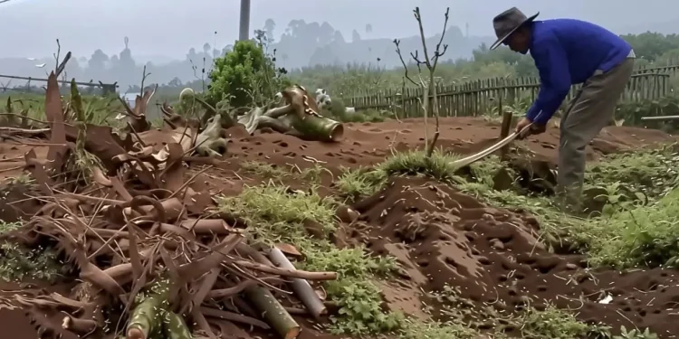 Ilustrasi petani di Kota Batu menebang pohon apel yang sudah mulai tak produktif, alih tanam jadi sayir mayur. Foto: Dok.