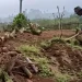 Ilustrasi petani di Kota Batu menebang pohon apel yang sudah mulai tak produktif, alih tanam jadi sayir mayur. Foto: Dok.
