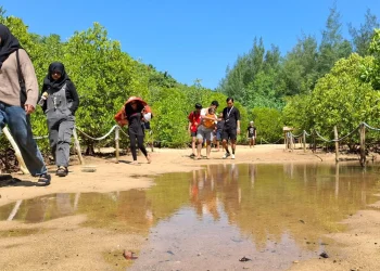 Wisatawan melintasi hutan mangrove di CMC Tiga Warna. Foto: Aisyah Nawangsari Putri