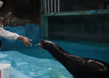 Sensasi feeding atau memberi makan satwa lucu fur seal di Eco Active Park. Foto: Dok. Jatim Park Group