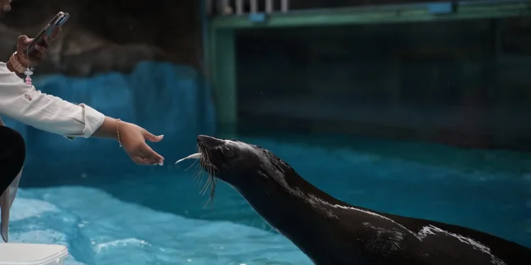 Sensasi feeding atau memberi makan satwa lucu fur seal di Eco Active Park. Foto: Dok. Jatim Park Group