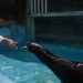 Sensasi feeding atau memberi makan satwa lucu fur seal di Eco Active Park. Foto: Dok. Jatim Park Group