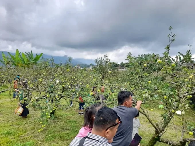 Wisata Petik Apel Mandiri./Foto: Google Review.