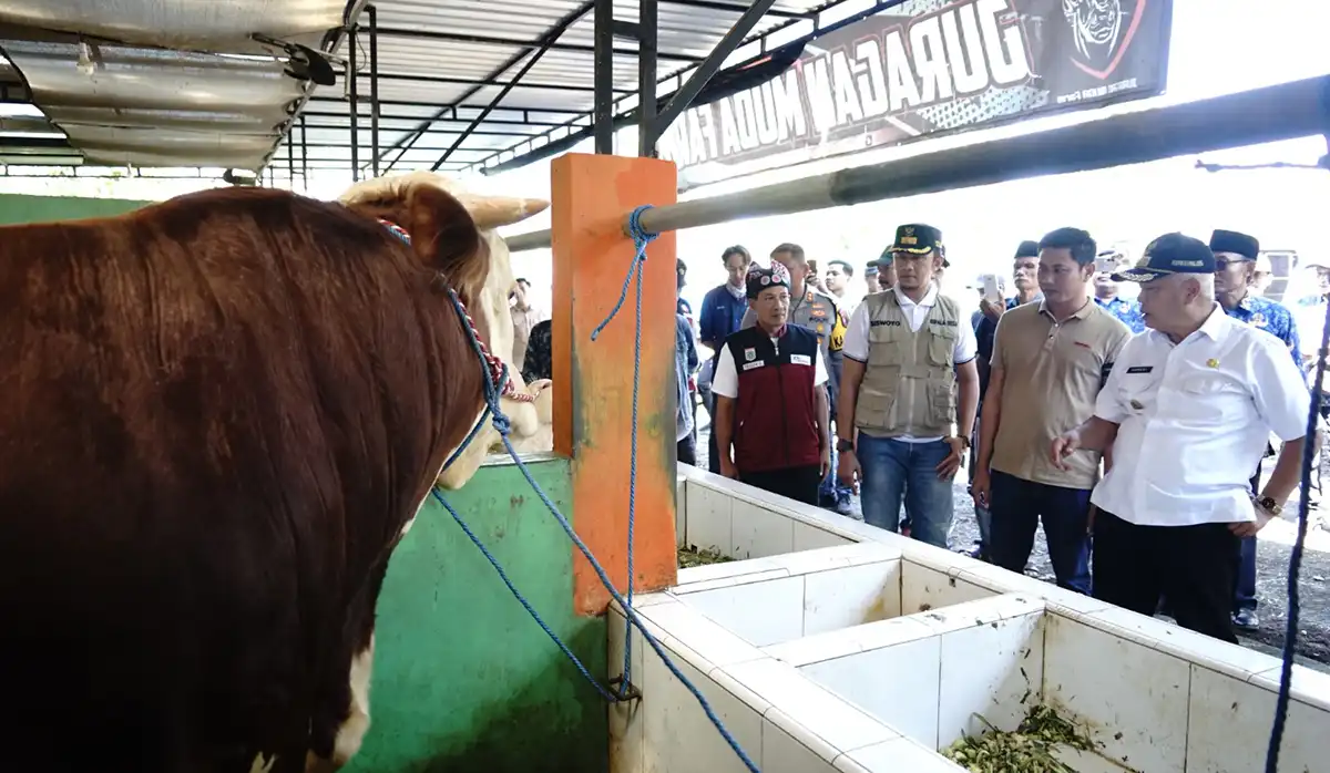 Tinjau peternakan sapi