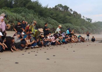 KOnservasi Penyu