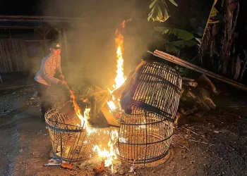 Polisi musnahkan peralatan yang diduga digunakan untuk judi sabung ayam. Foto: Polres Malang