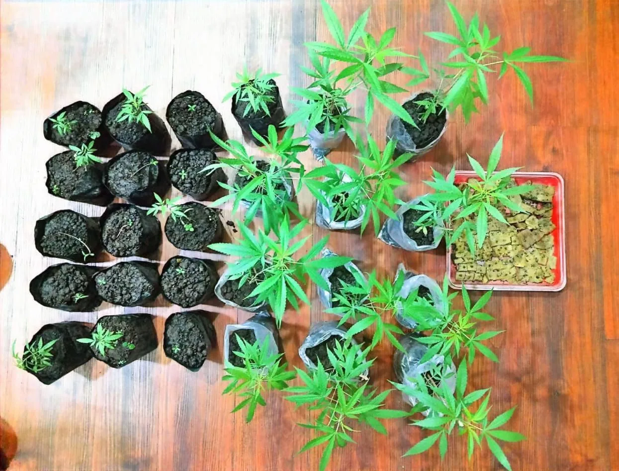 Barang bukti tanaman ganja yang diamankan polisi. Foto: Polres Malang