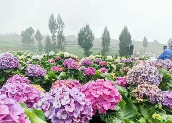 Kebun Hortensia Batu