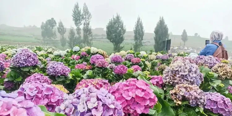 Kebun Hortensia Batu