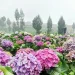Kebun Hortensia Batu