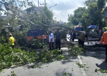 Dahan pohon tumbang