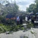 Dahan pohon tumbang