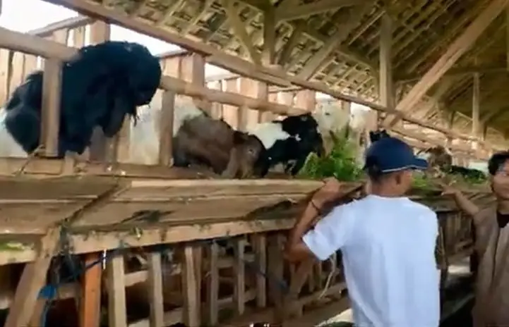 Tim Dosen Unikama meninjau peternakan di Desa Mendalanwangi./Foto: Dok. Unikama.