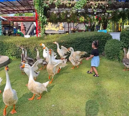 Interaksi langsung pengunjung disambut sekawanan bebek saat sesi penutupan pertunjukan. Foto: Azmy