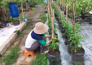Perawatan tanaman cabai di Kebun Botol. Foto/Dokumentasi Kebun Botol